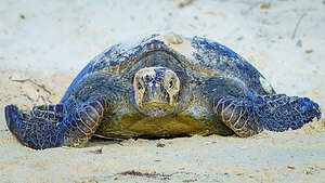 Sea Turtle crawling to the sea