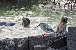 Sea Lions playing with a lava heron