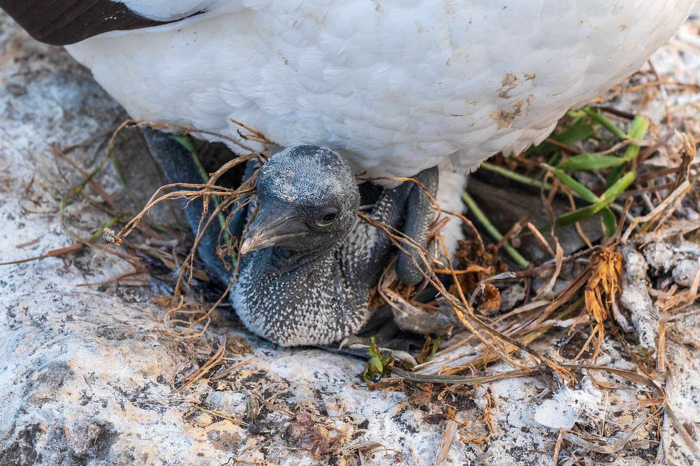 Little ugly dinosaur phase