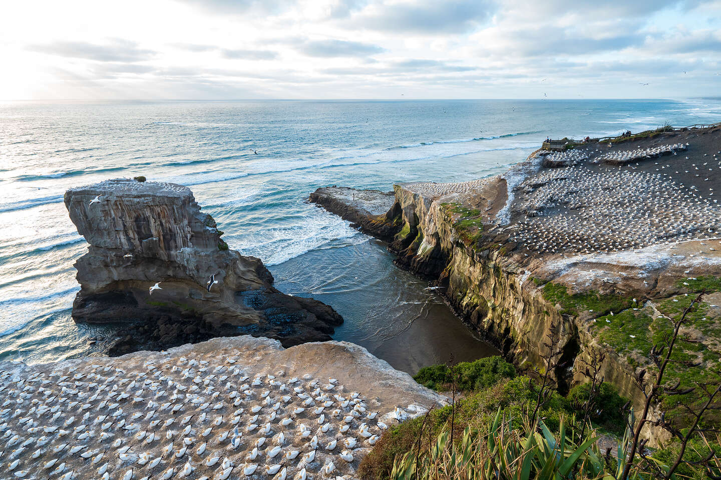 Muriwai Cliffs