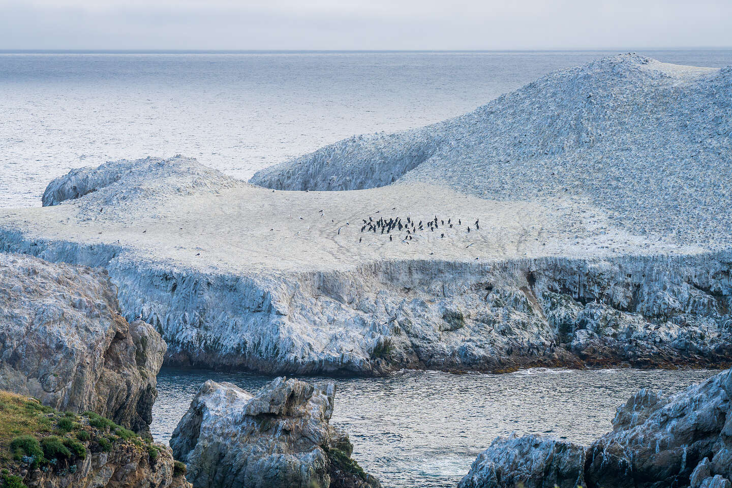 Bird Island