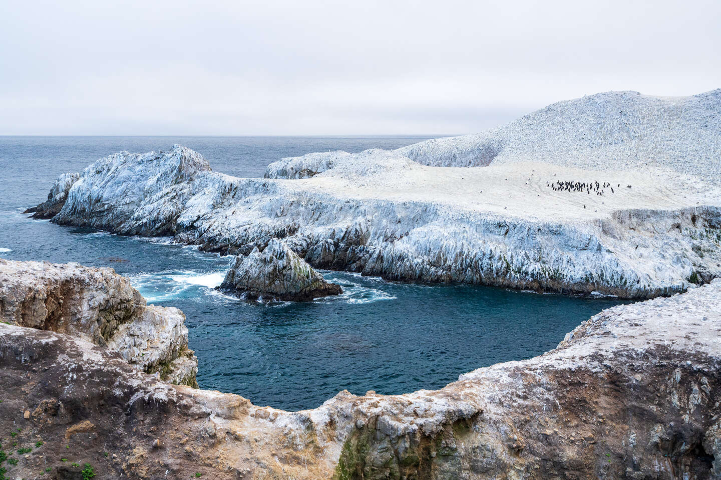 Bird Island