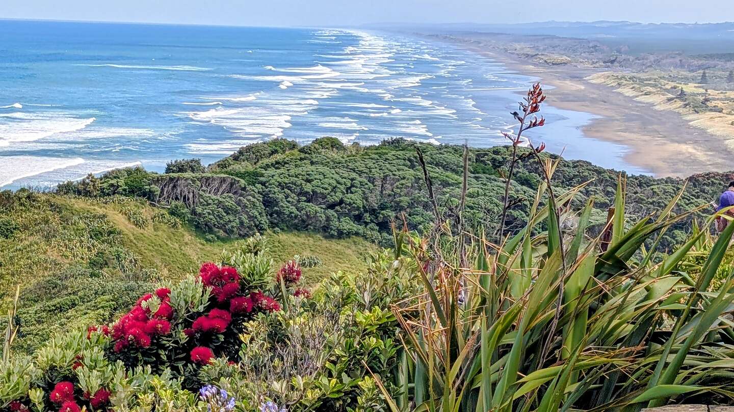 Muriwai Beach Lookout