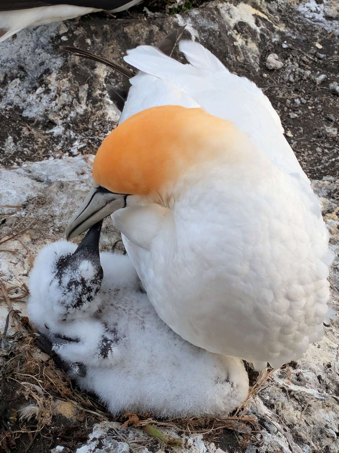 Cute little snowball phase