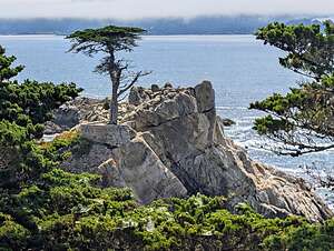 Lone Cypress Tree