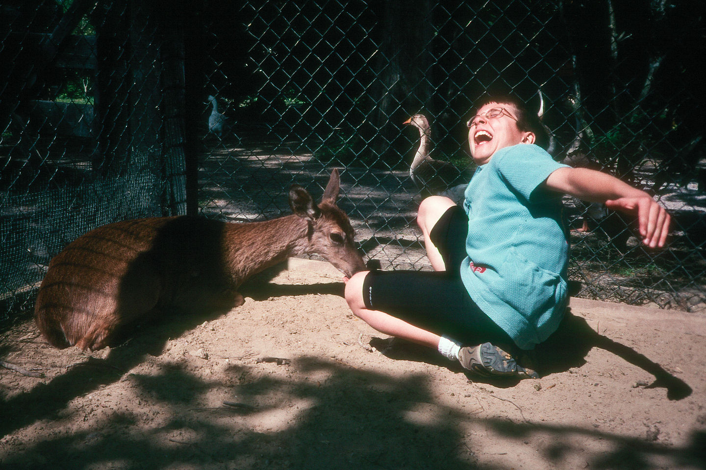 Andrew feeding the deer Andrew feeding the deer