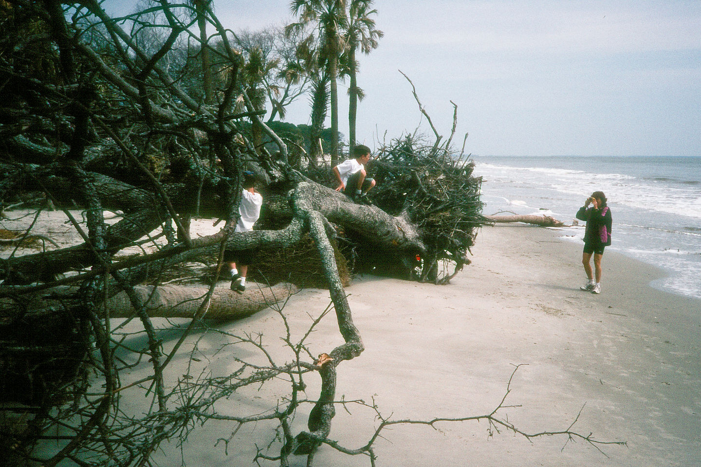 Lolo and boys exploring driftwood Lolo and boys exploring driftwood