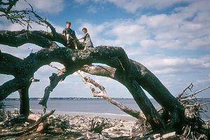 Boys in trees