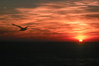 Sunset at Herring Cove Beach