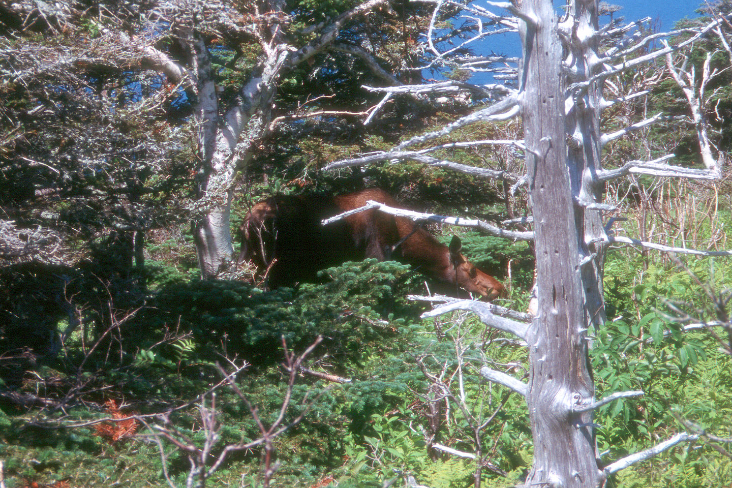 Moose on the Skyline Trail Moose on the Skyline Trail