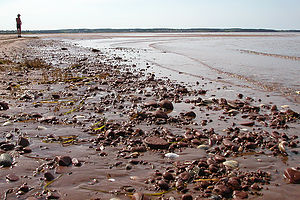 Rustico Bay Beach