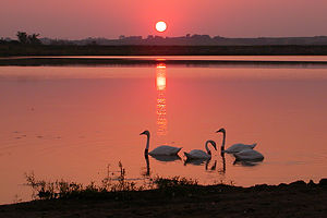 Tom's photo of swans