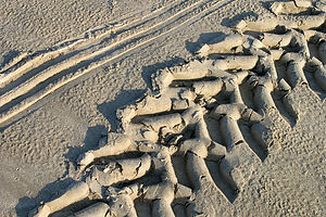 Tractor tracks for beachfront camping