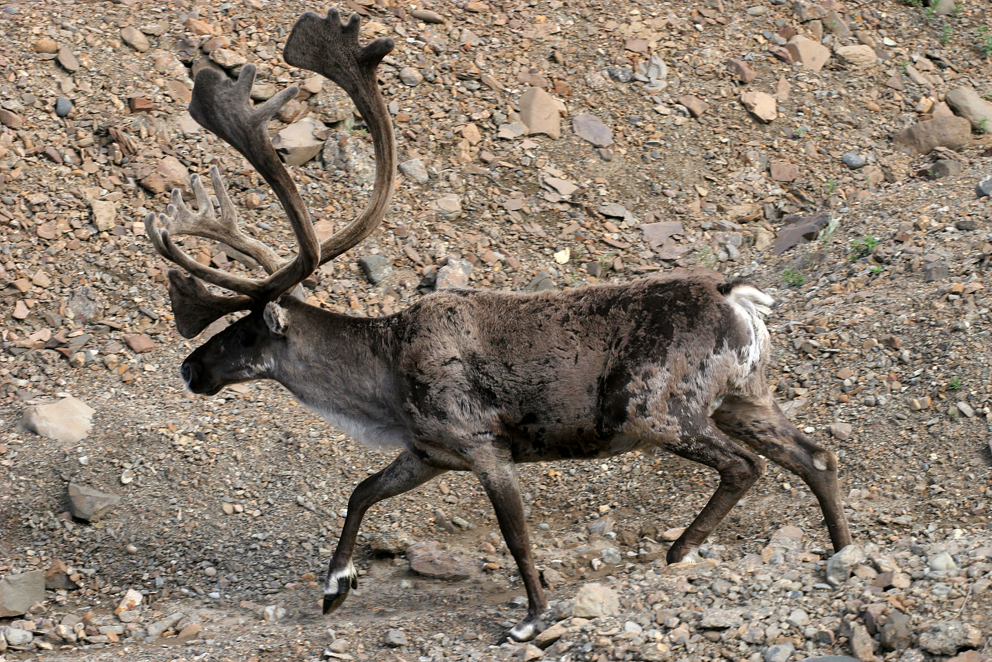 Caribou Caribou