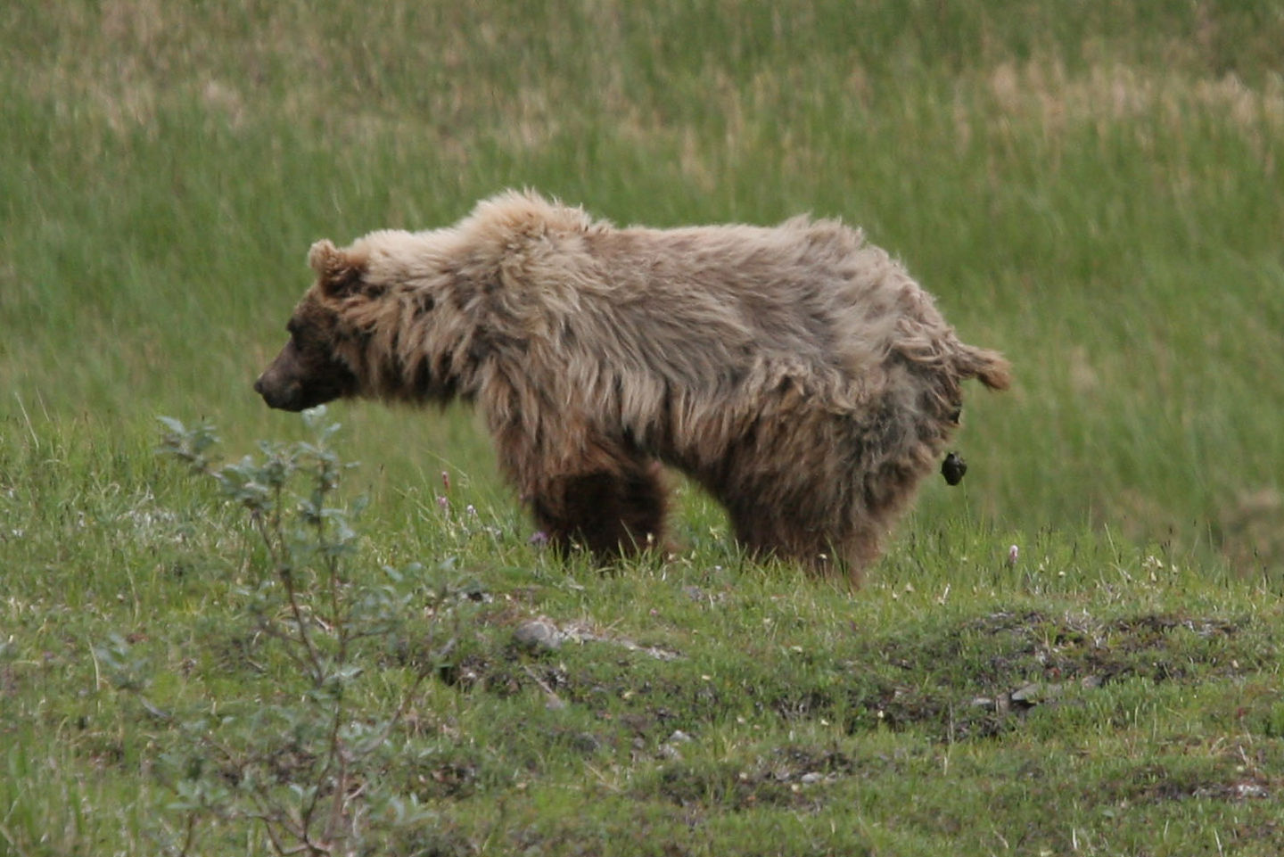 Grizzly pooping Grizzly pooping