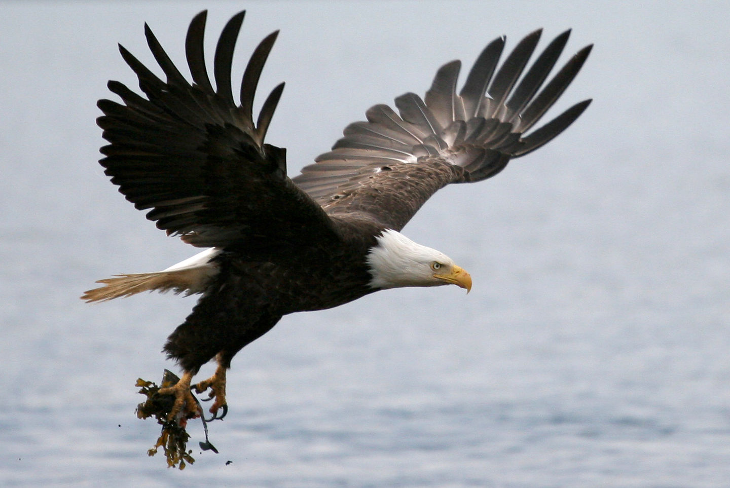 Homer Bald Eagle in flight Homer Bald Eagle in flight
