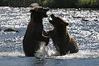 Play fighting Russian River grizzly bear cubs