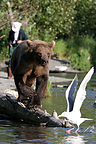 Grizzly bear with seagull and fisherman