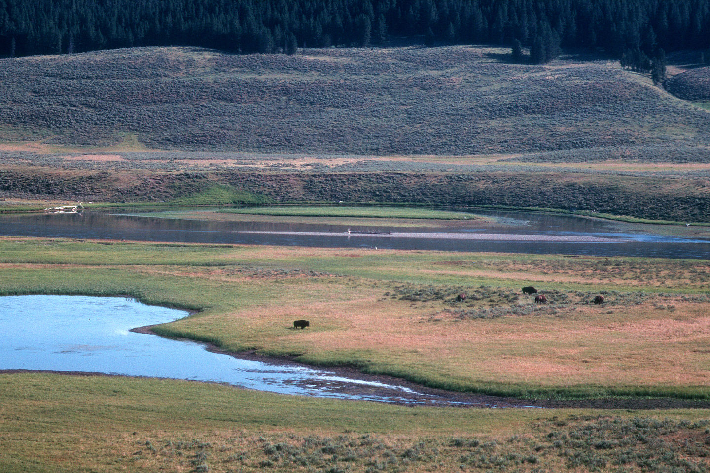 Hayden Valley Hayden Valley