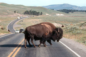 Bison crossing the road