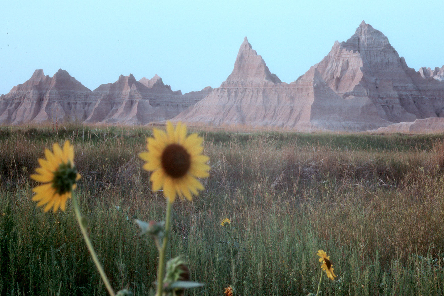 Sunflowers and Badlands Sunflowers and Badlands
