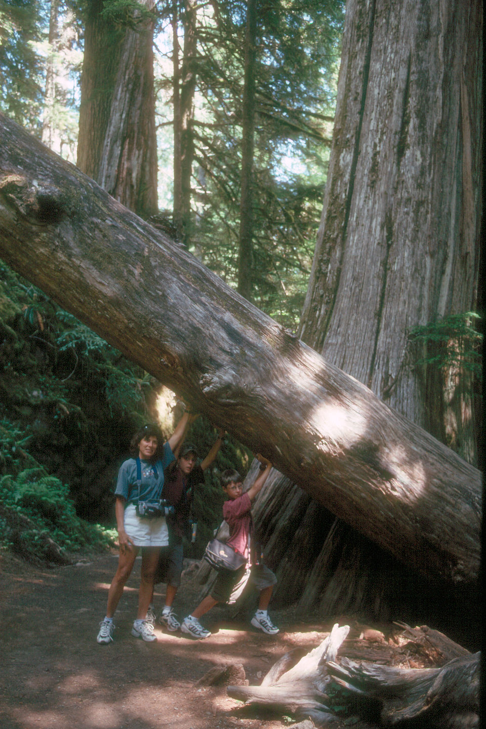 Lolo and boys on the Grove of Patriarchs Trail