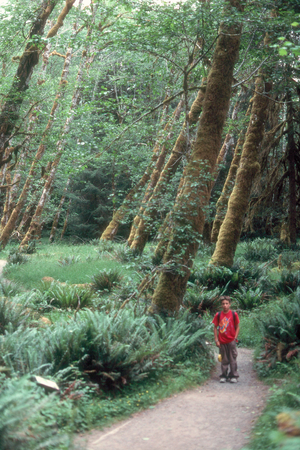 Andrew in the Hoh Rain Forest Andrew in the Hoh Rain Forest