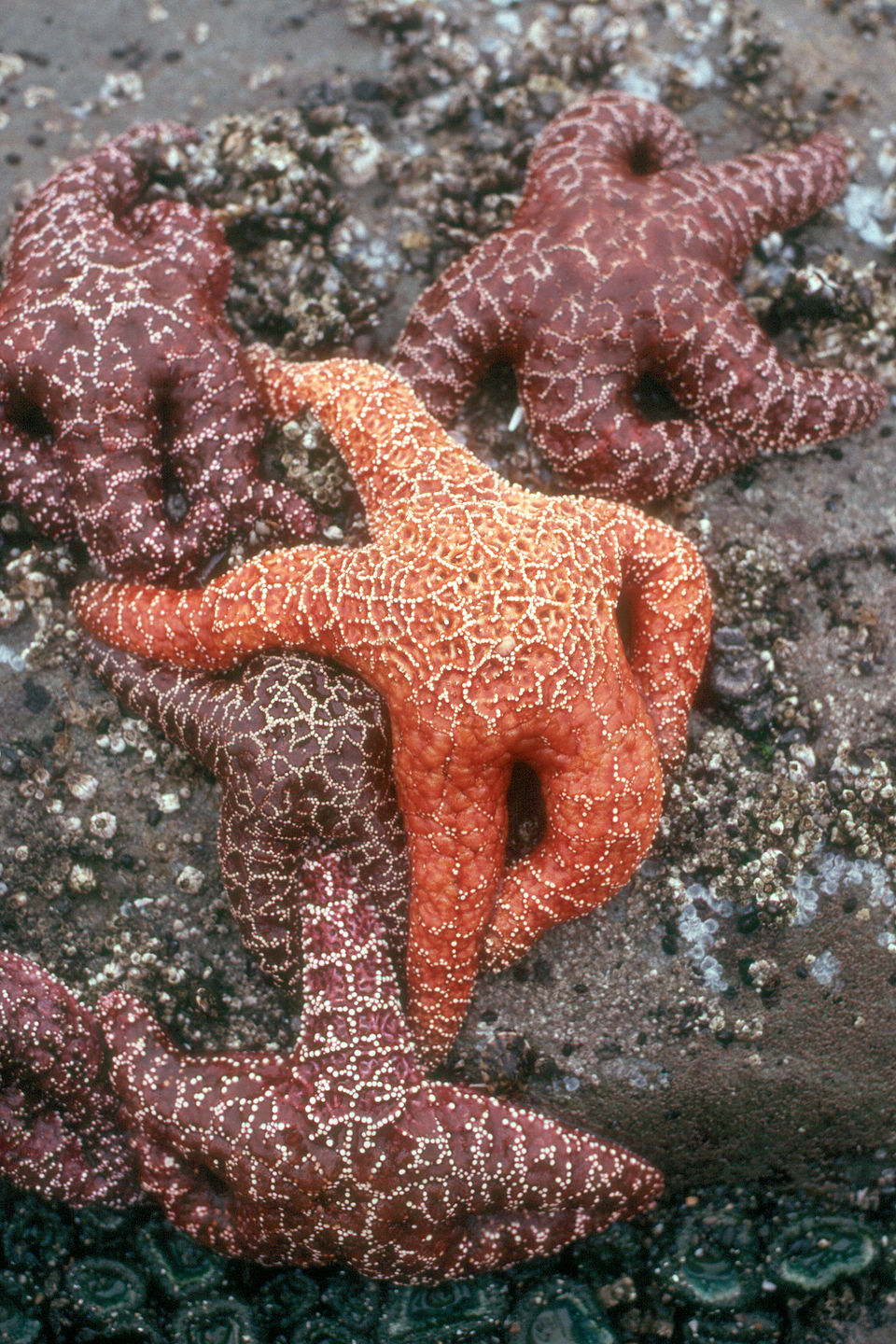 Blonde starfish have more fun Blonde starfish have more fun