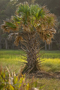 Palmetto Palm Tree