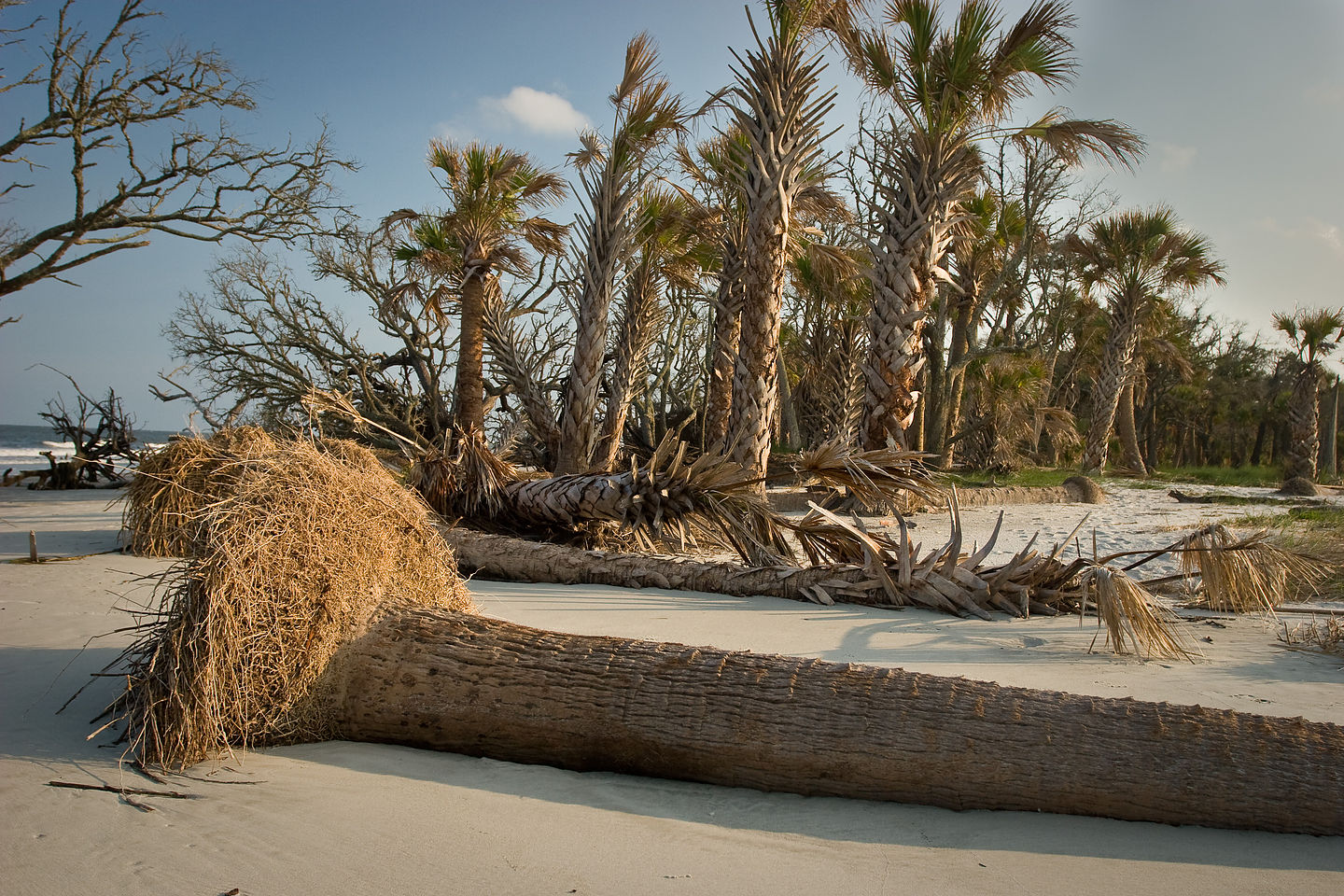 Beach erosion with fallen palmettos Beach erosion with fallen palmettos
