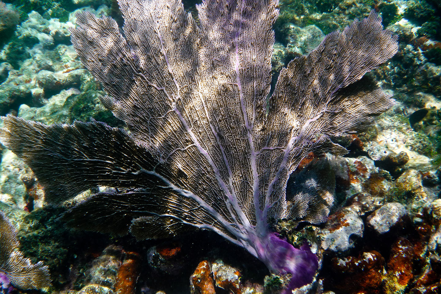 Underwater Fern - TJG Underwater Fern - TJG