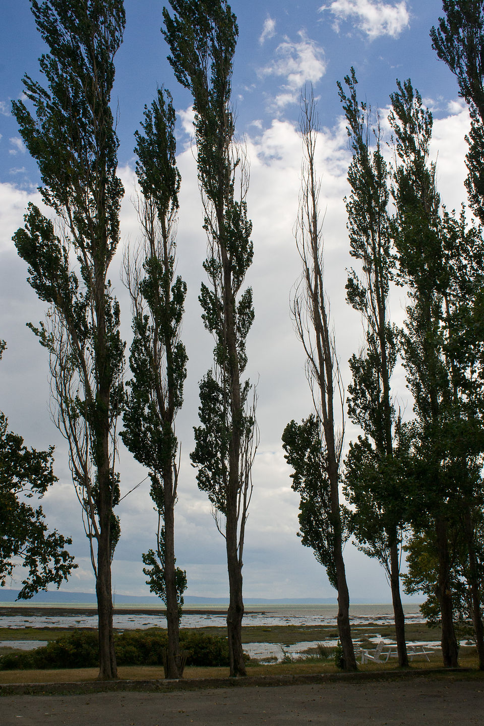 South Shore Trees - Lolo South Shore Trees - Lolo