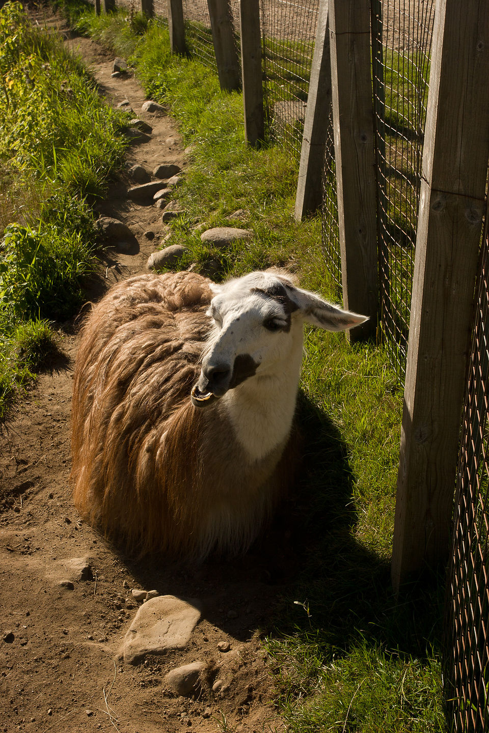Parc du Mont-Sainte-Anne Llama? Parc du Mont-Sainte-Anne Llama?