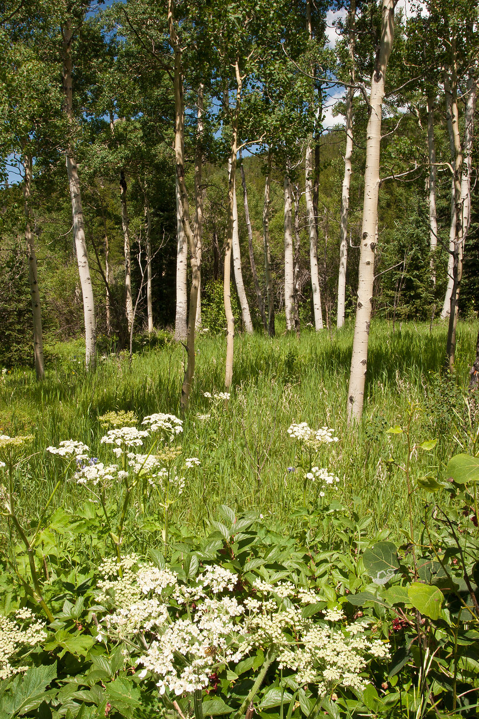 Raccoon Loop Trail view