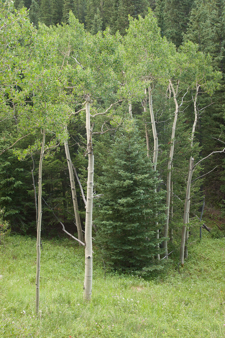 Raccoon Loop Trail aspen Raccoon Loop Trail aspen