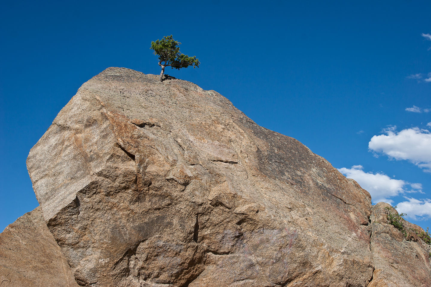 Determined Pine Tree