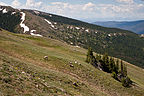 Big horn sheep grazing on meadow