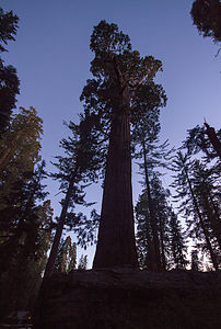 General Grant tree at dusk - TJG