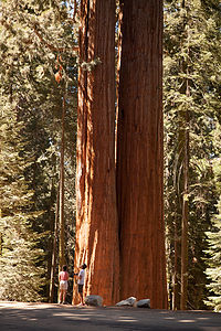 Siamese twin Sequoia trees