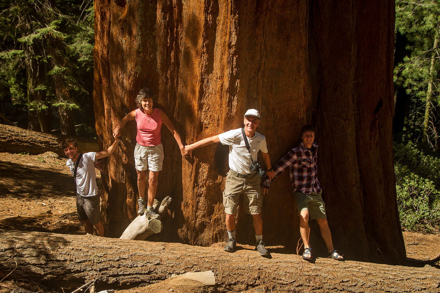 Sequoia Tree Huggers Sequoia Tree Huggers