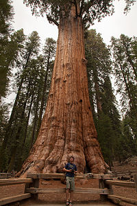 Tommy with General Sherman Tree