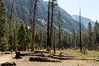 Mist Falls Hike Meadow