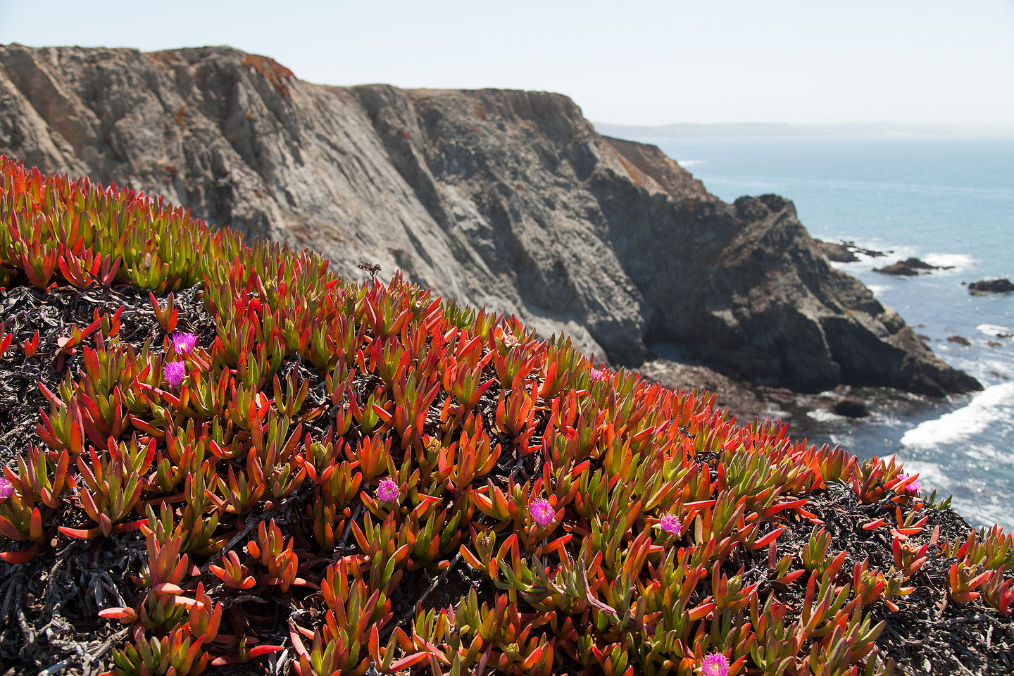 Bodega Bay Cliffs Bodega Bay Cliffs