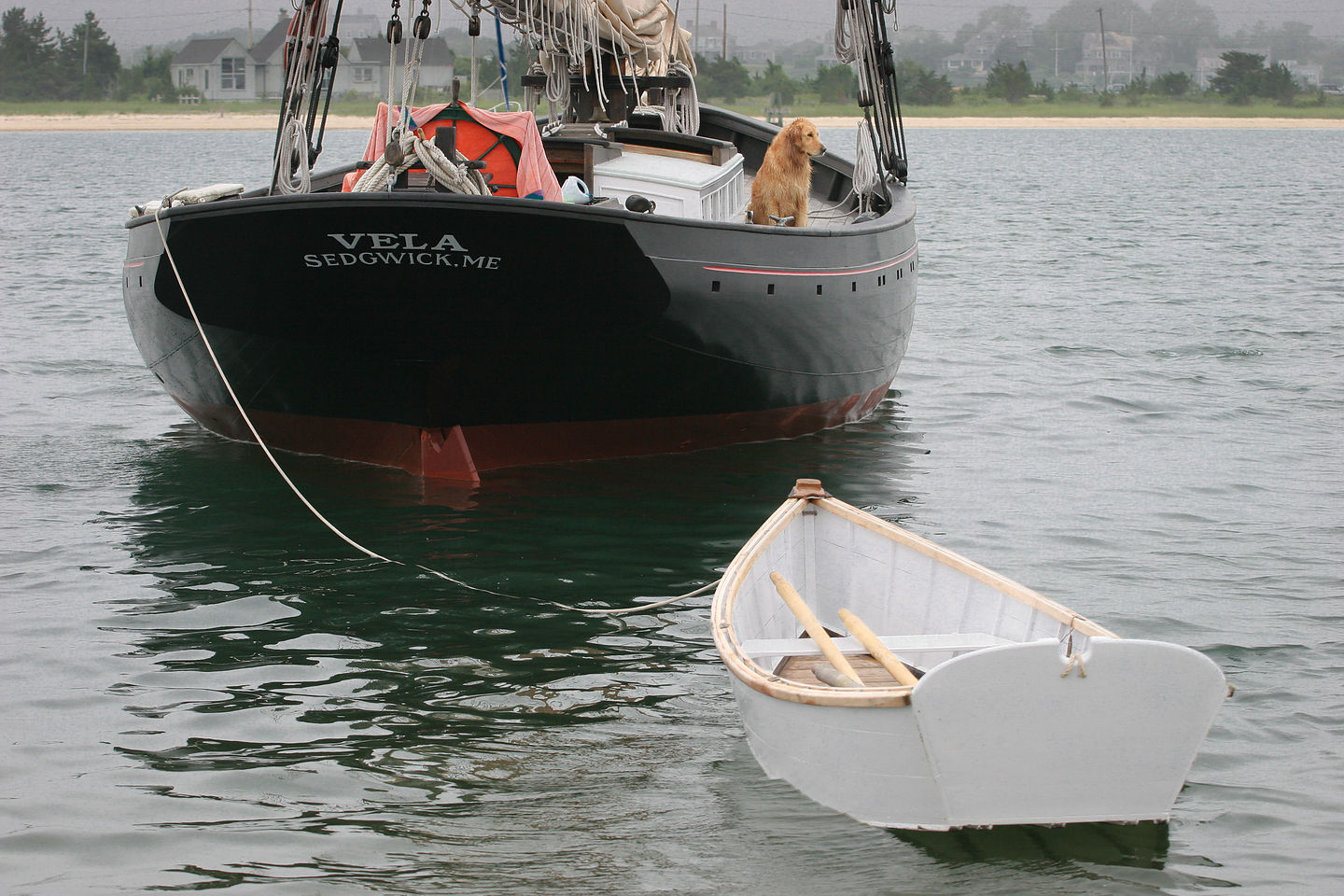 Dog on Sailboat Vela with Dinghy Dog on Sailboat Vela with Dinghy