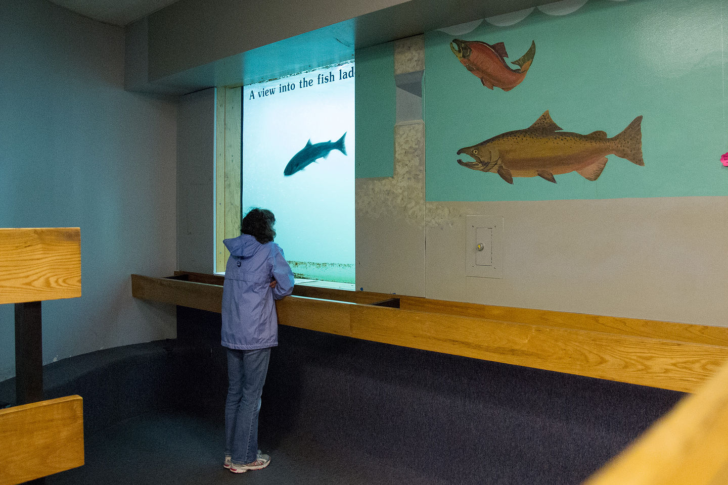 Lolo Observing Fish at Bonneville Hatchery Lolo Observing Fish at Bonneville Hatchery