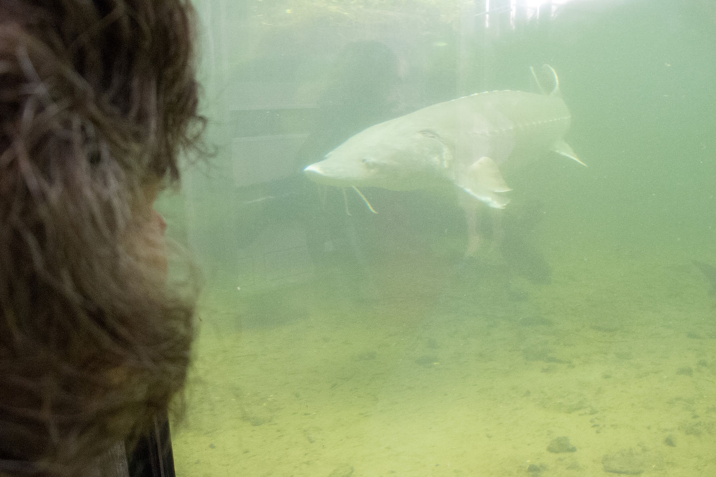 Herman, the 70 Year Old Sturgeon Herman, the 70 Year Old Sturgeon