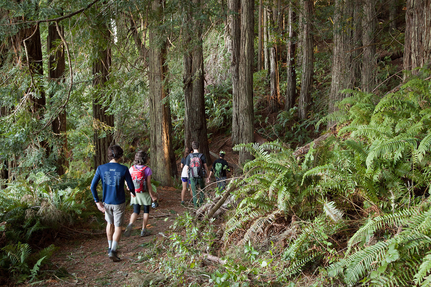 Pomo Canyon / Red Hill loop trail Hike Pomo Canyon / Red Hill loop trail Hike
