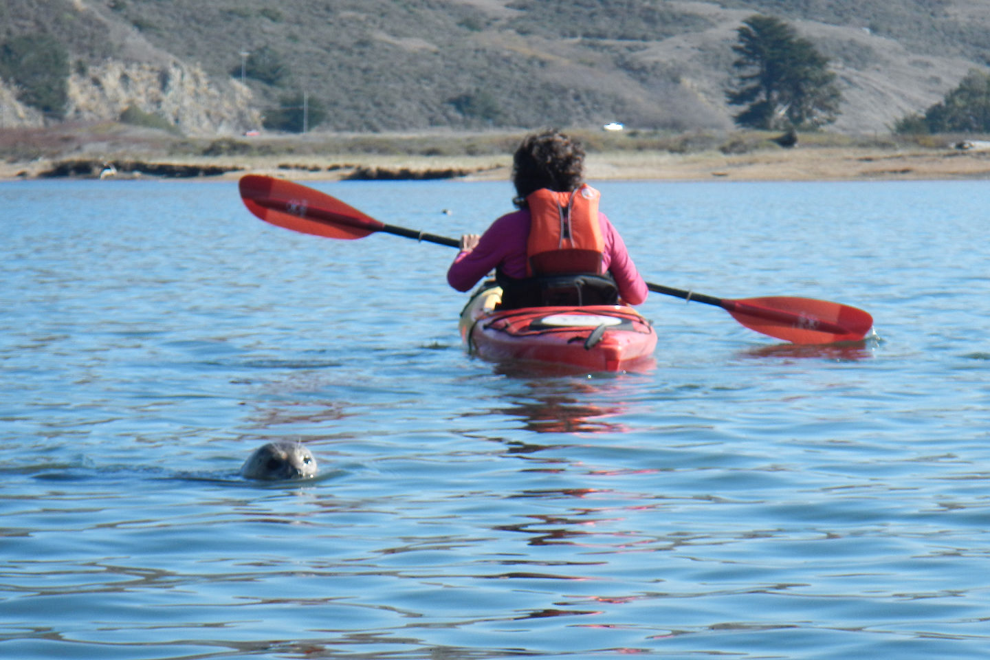 Lolo Kayaking with Seal Lolo Kayaking with Seal