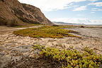 Torrey Pines State Beach