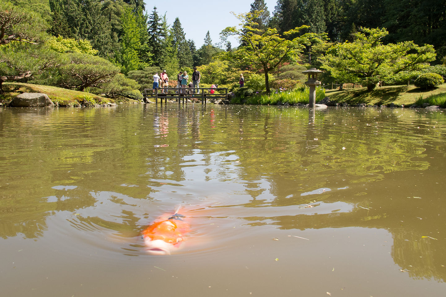 Seattle Japanese Garden Koi Seattle Japanese Garden Koi